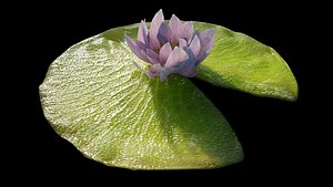 Lily Pad with Flower