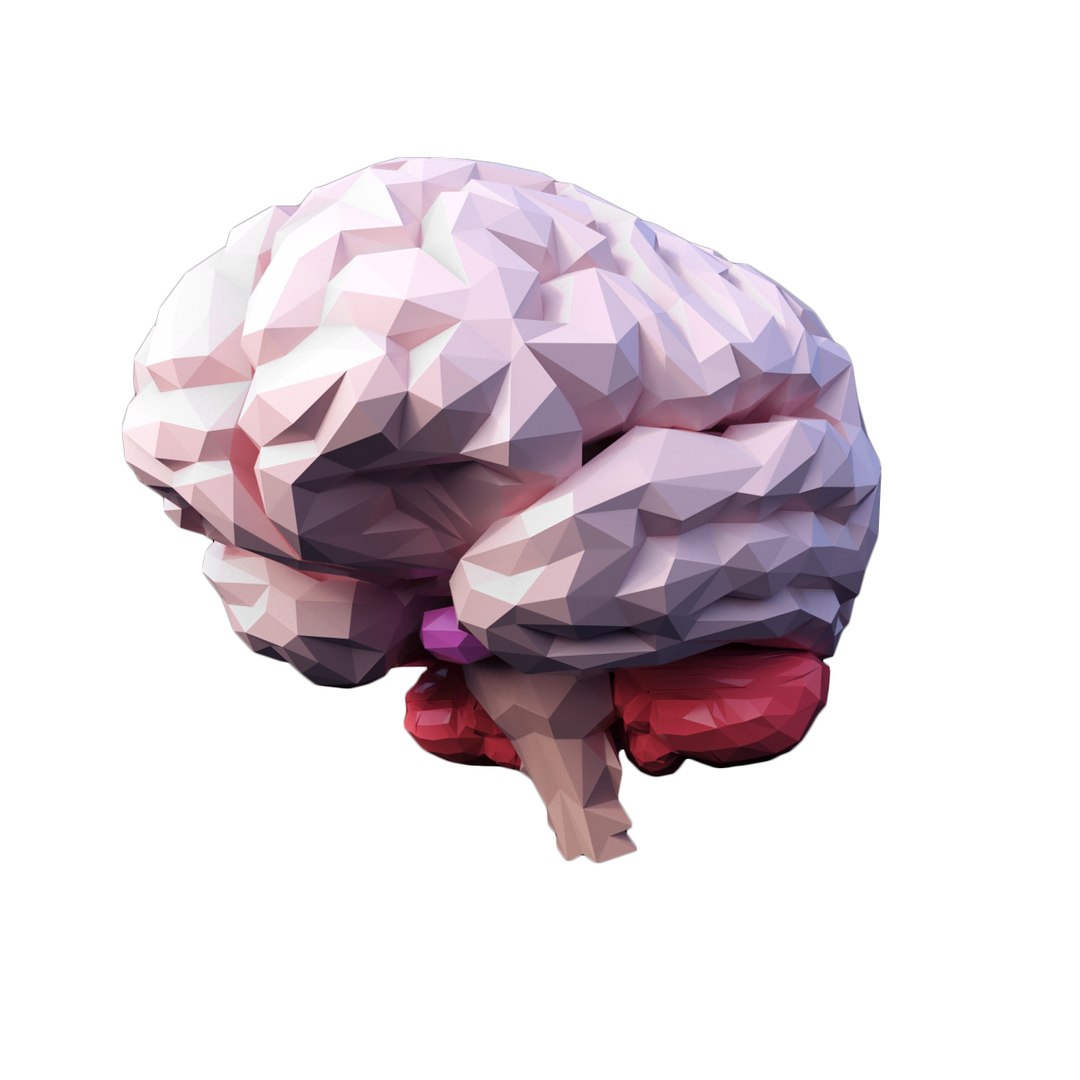 3D brain https://p.turbosquid.com/ts-thumb/5E/LkYwk4/CsseI6uY/5/jpg/1512415095/1920x1080/fit_q87/77a9ba7fb09e2e42e6a4fd8202c3ae0266bee77d/5.jpg