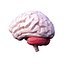 Cerveau Low Poly
