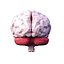 Cerveau Low Poly