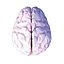 Cerveau Low Poly