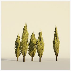 Poplar Tree Collection