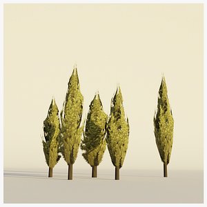 Poplar Tree Collection