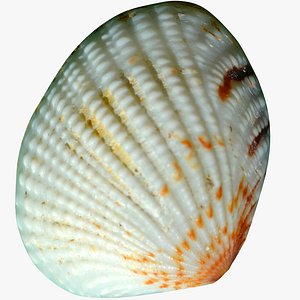 clam shell 3D model