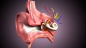 3D Human Ear anatomy