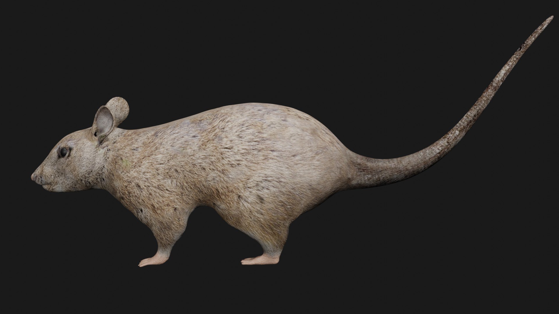 Rat Rigged 3D - TurboSquid 1659778
