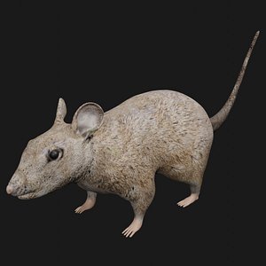 Rat Rigged Low Poly