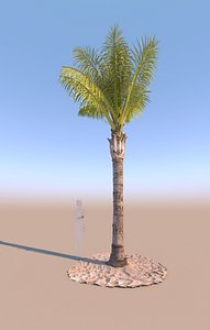 3D mature queen palm d