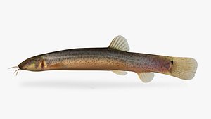 Misgurnus anguillicaudatus Oriental Weatherfish
