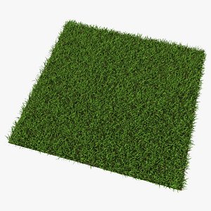 Warm Season Grass 3D model