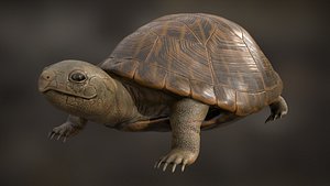 turtle rigging animation 3D model