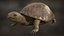 turtle rigging animation 3D model