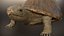 turtle rigging animation 3D model