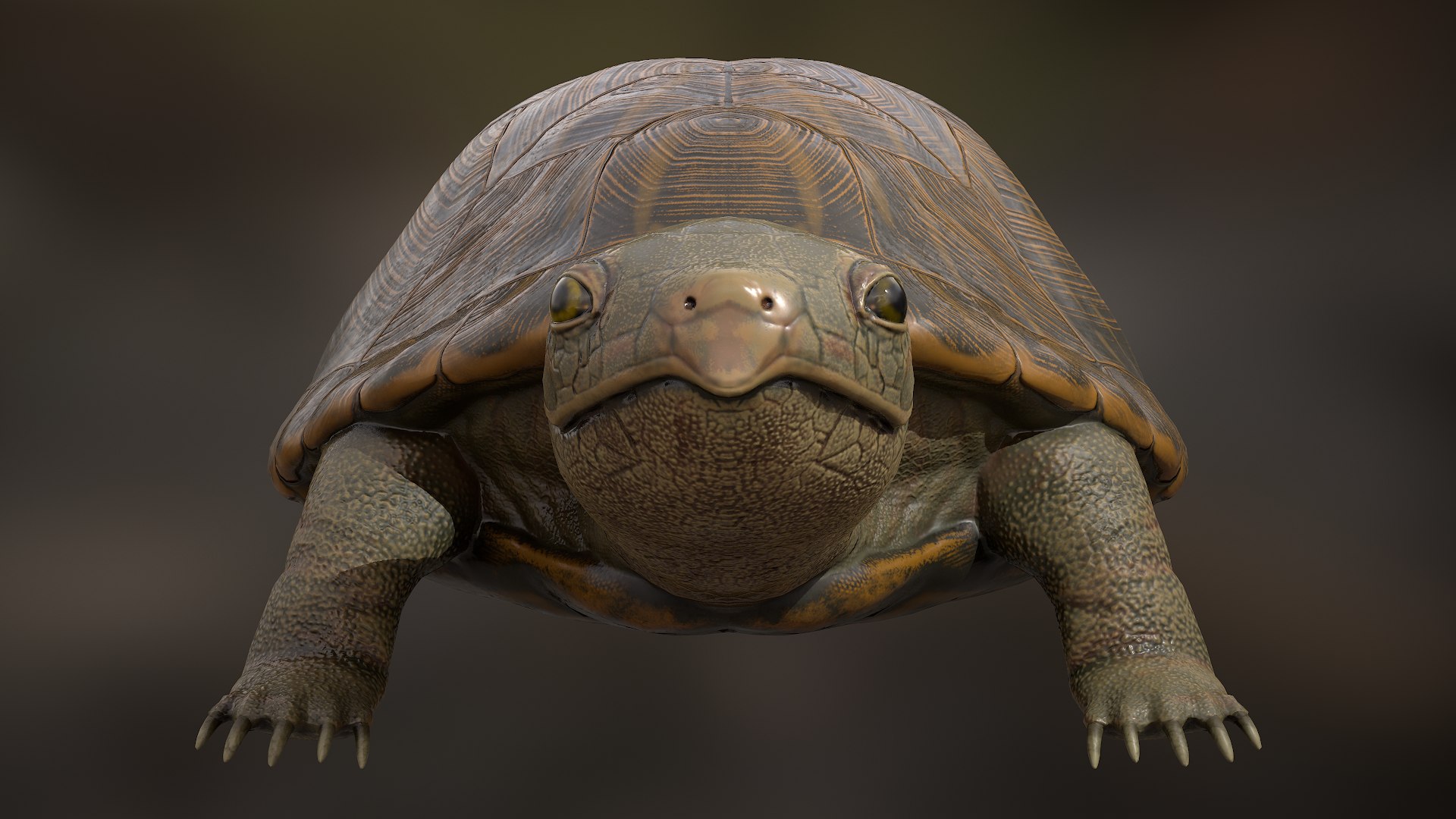 Turtle rigging animation 3D model - TurboSquid 1284620