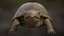 turtle rigging animation 3D model