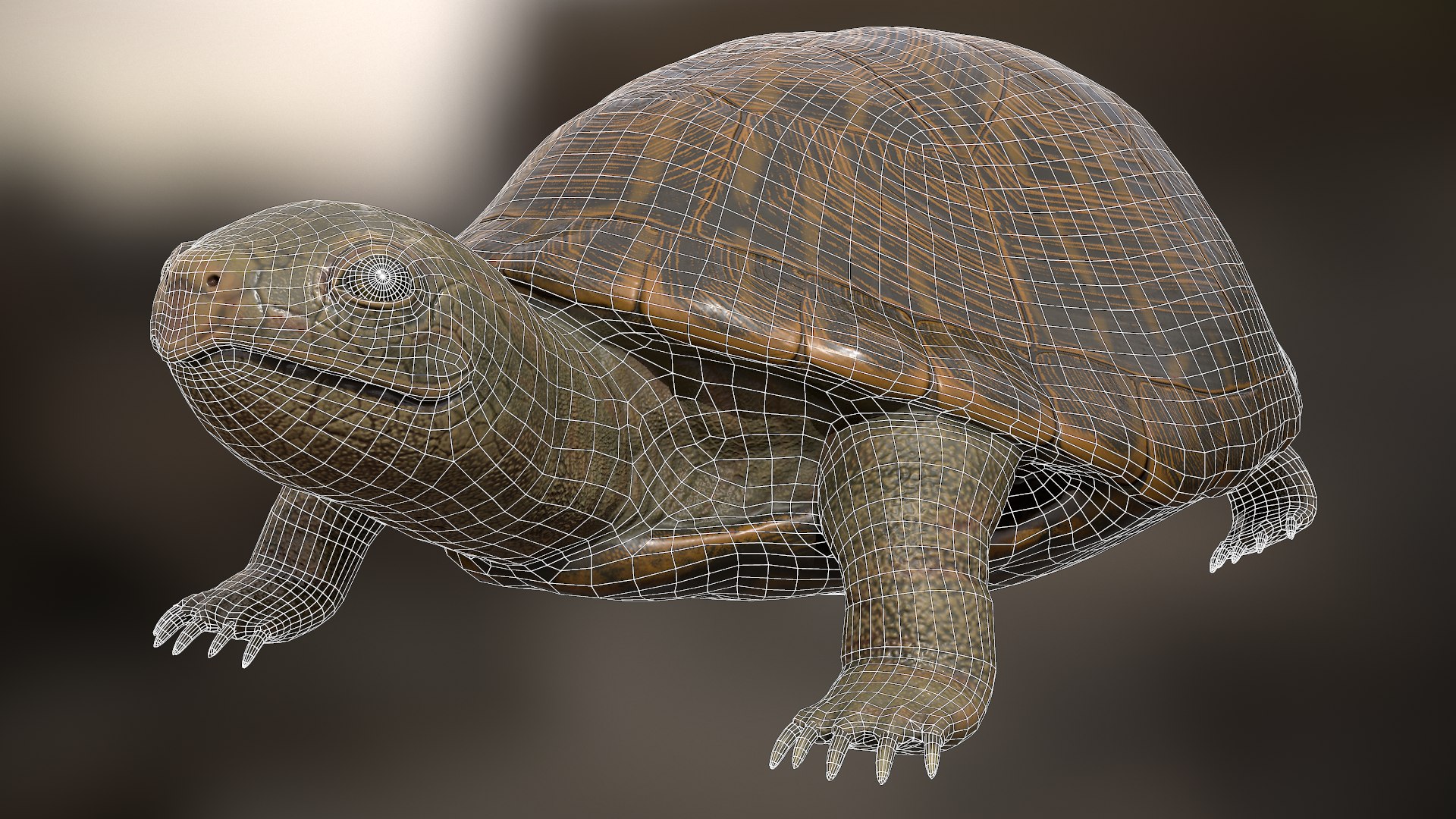 Turtle rigging animation 3D model - TurboSquid 1284620