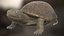 turtle rigging animation 3D model