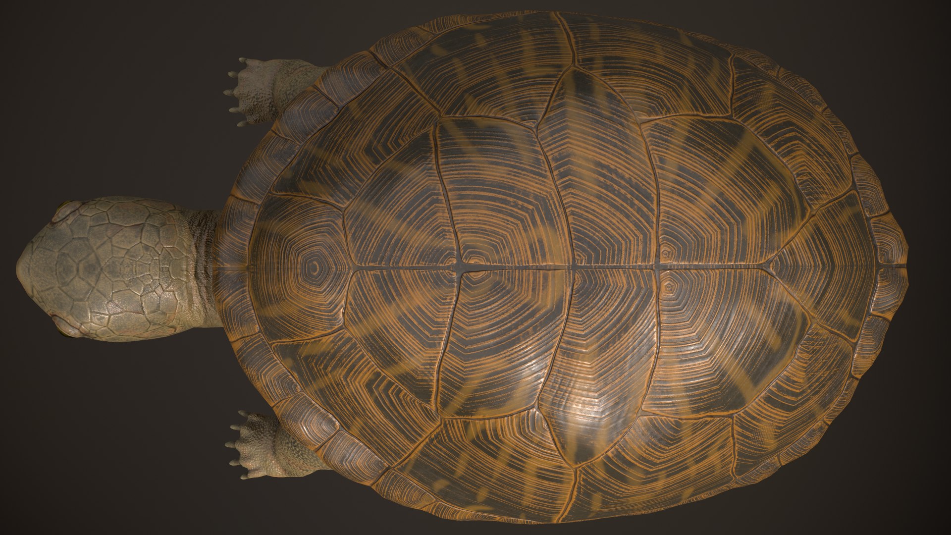 Turtle rigging animation 3D model - TurboSquid 1284620