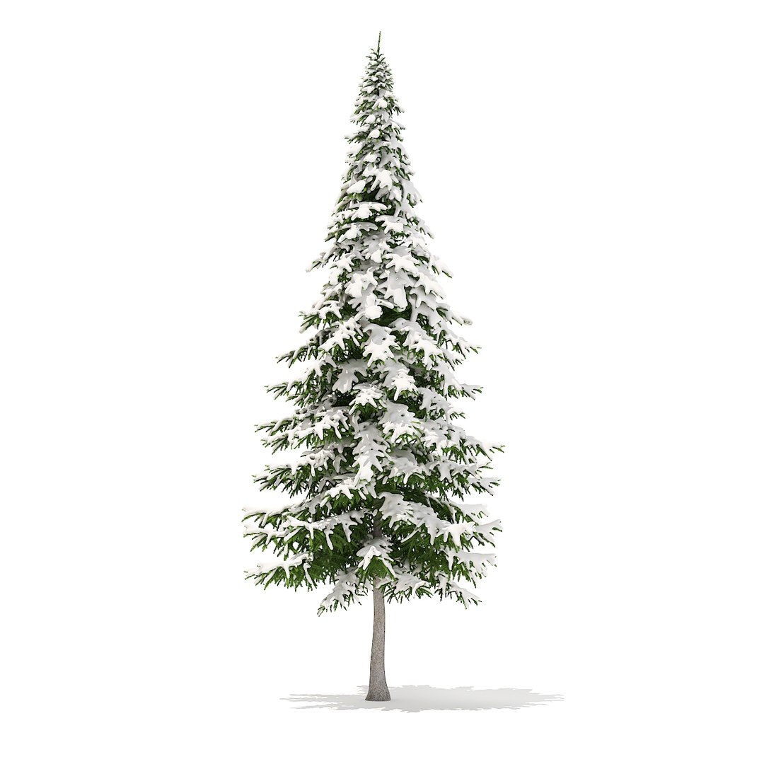 Fir Tree Snow 10m 3D Model - TurboSquid 1273703