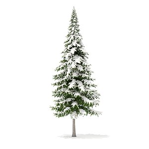fir tree snow 10m 3D model