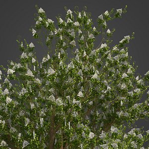 2021 PBR Manna Ash Collection - Fraxinus Ornus