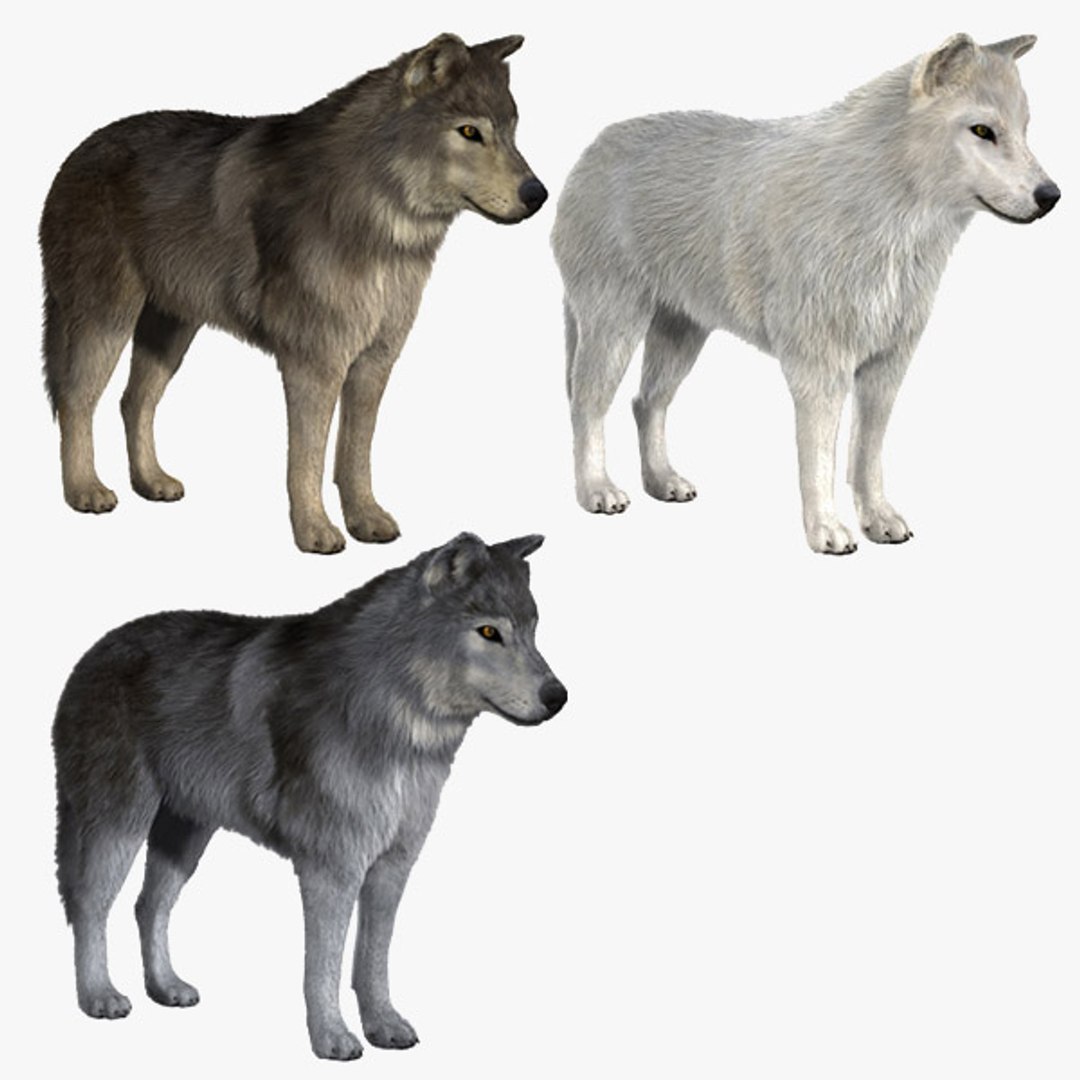 3d Wolves V2 Wolf Model