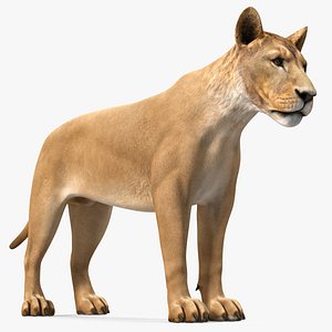 Young Lion