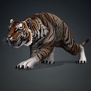 3D model Tiger-A3