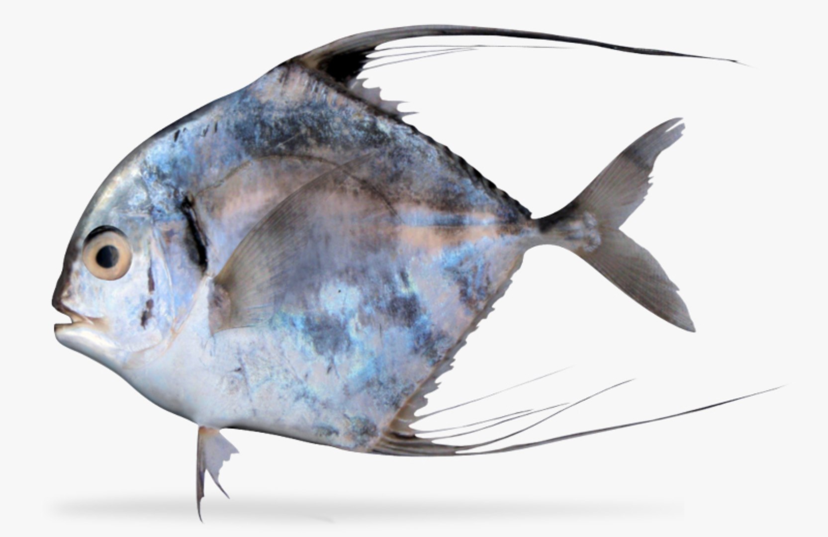 3d african pompano