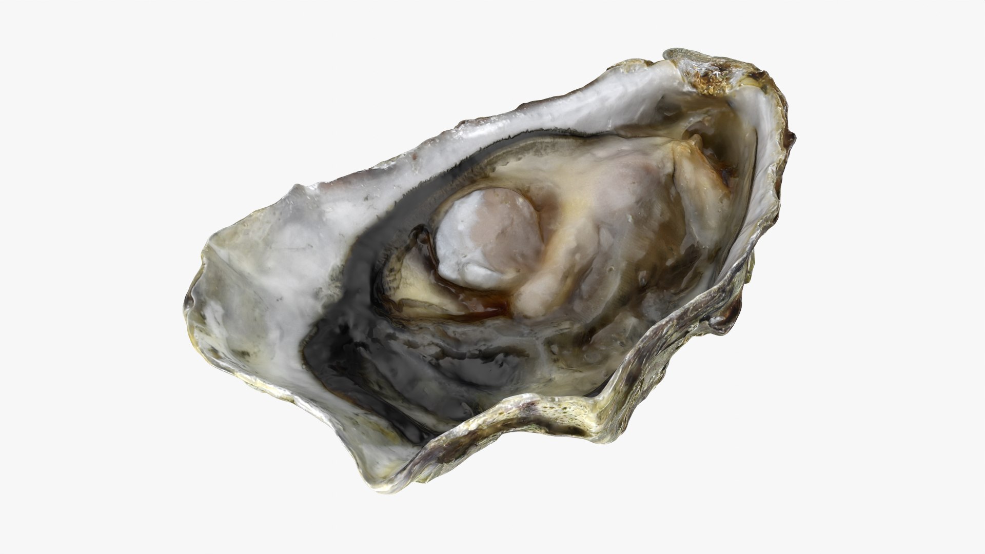 Oysters Collection 3D https://p.turbosquid.com/ts-thumb/5F/QcfzqU/lB/b_halfoyster01_0001/png/1788144354/1920x1080/fit_q87/27f4b0c9fd9372871a38d26821223aca14ca8052/b_halfoyster01_0001.jpg