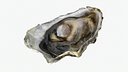 Bottom Half Oyster 01