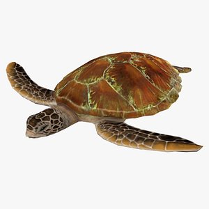 Low poly turtle