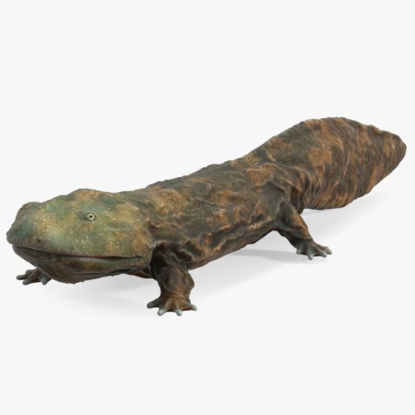 Chinese Giant Salamander Light 3D model