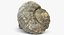 Rapana Shell
