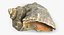 Rapana Shell