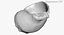 Rapana Shell