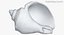 Rapana Shell