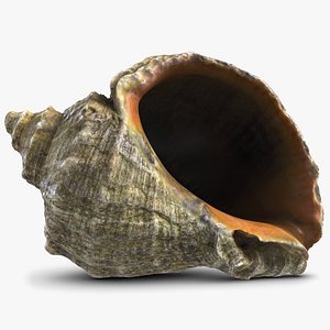 Rapana Shell