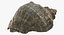 Rapana Shell
