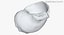 Rapana Shell
