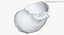 Rapana Shell