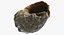 Rapana Shell