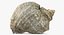 Rapana Shell