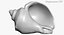 Rapana Shell