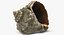 Rapana Shell