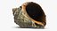 Rapana Shell