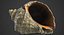 Rapana Shell