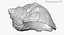 Rapana Shell