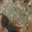 Rapana Shell