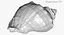 Rapana Shell